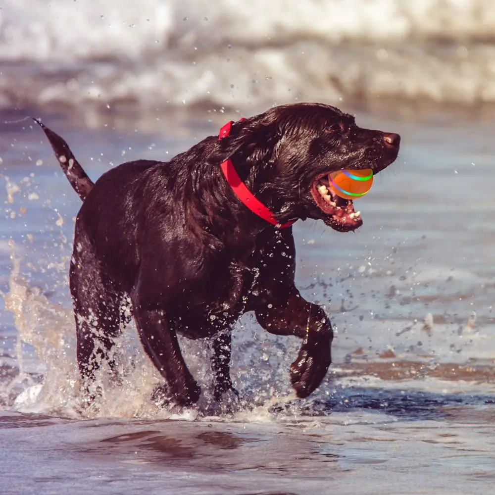 Pet Supplies Automatic Pet Toy Ball Bite Resistant High Elasticity Dog Chew Toy Durable Creative Dog Training Toy Puppy
Pet Supplies Automatic Pet Toy Ball Bite Resistant High Elasticity Dog Chew Toy Durable Creative Dog Training Toy Puppy