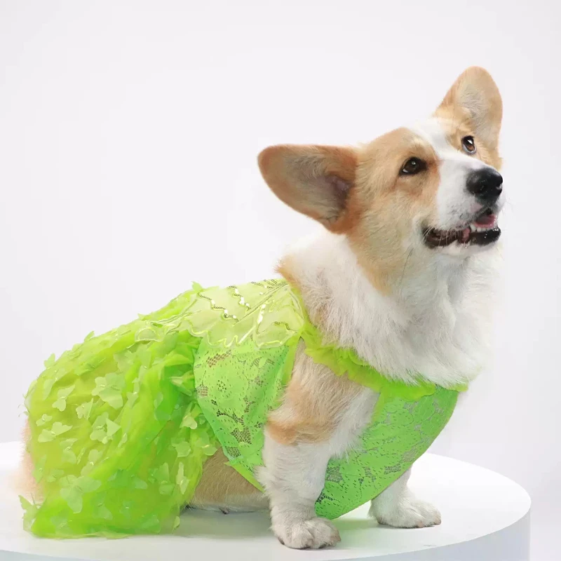 Summer Welsh Corgi Dog Dress Poodle Bichon Frise Schnauzer Dog Clothing Dresses Shiba Inu Pet Apparel Corgi Costume
Summer Welsh Corgi Dog Dress Poodle Bichon Frise Schnauzer Dog Clothing Dresses Shiba Inu Pet Apparel Corgi Costume