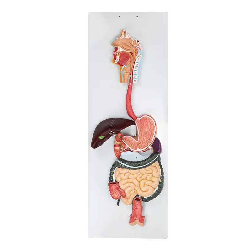 Human digestive system model, gastrointestinal profile, nasopharynx and larynx, gastric anatomy model, anorectal department,
Human digestive system model, gastrointestinal profile, nasopharynx and larynx, gastric anatomy model, anorectal department,