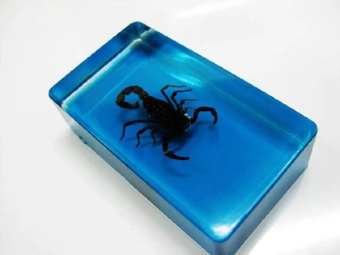 10 pcs Insect Specimen Creative Paperweight Collection blue style insect design Gift - Deinopidae
10 pcs Insect Specimen Creative Paperweight Collection blue style insect design Gift - Deinopidae