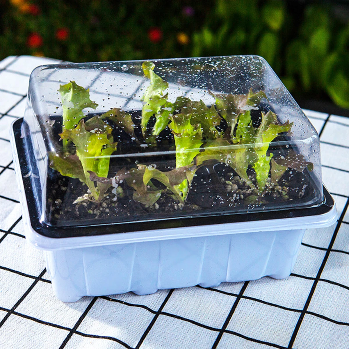 2 Sets Seedling Pot Plant Nursery Germination Tray Microgreens Trays Pots 2 Colors Durable Plastic UV Resistant for Gardeners
2 Sets Seedling Pot Plant Nursery Germination Tray Microgreens Trays Pots 2 Colors Durable Plastic UV Resistant for Gardeners