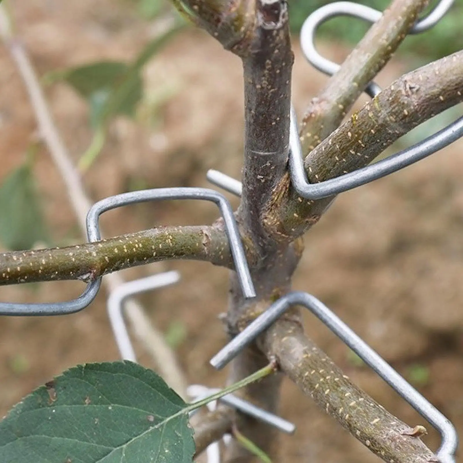 50Pcs Fruit Tree Branch Puller Resuable Metal Branch Moderator Branch Shaper for Orange Flowers Potted Plants Plum Fruit Trees
50Pcs Fruit Tree Branch Puller Resuable Metal Branch Moderator Branch Shaper for Orange Flowers Potted Plants Plum Fruit Trees