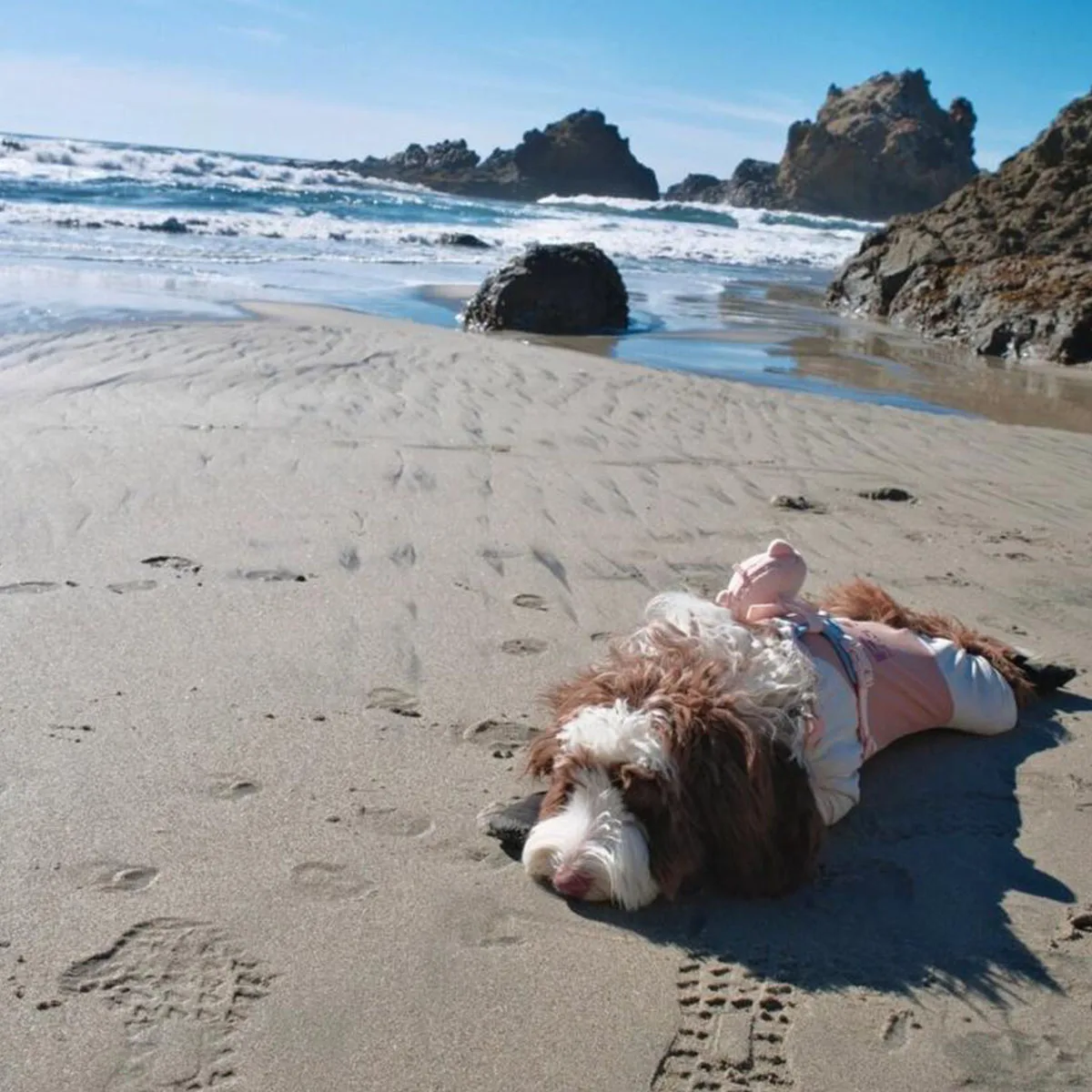 Waterproof Dog Training Collar, Automatic Bark Collar for Large Medium Small Dogs, Anti Barking Training Rechargeable E-Collar
Waterproof Dog Training Collar, Automatic Bark Collar for Large Medium Small Dogs, Anti Barking Training Rechargeable E-Collar