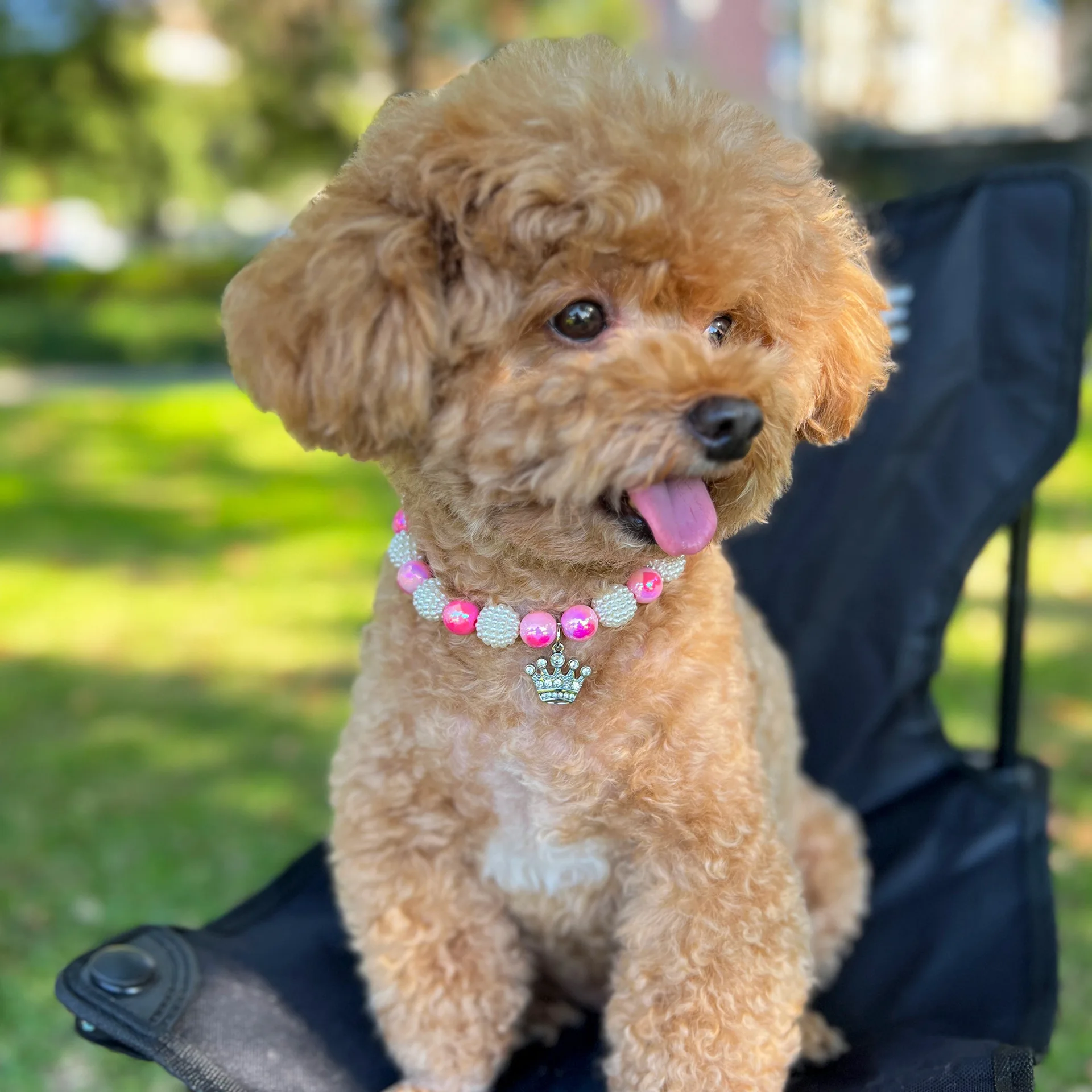 DIY accessories Cross-border Accessories Pet Supplies Pearl Pet Collar, Cute Crown Pendant Cat and Dog Pet Necklace 22870
DIY accessories Cross-border Accessories Pet Supplies Pearl Pet Collar, Cute Crown Pendant Cat and Dog Pet Necklace 22870