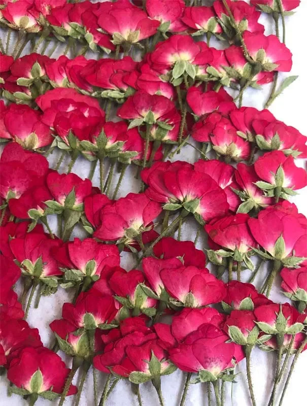 Chinese Rose On Stems Dried Pressed Flowers True Plants For DIY Bracelet Ornaments
Chinese Rose On Stems Dried Pressed Flowers True Plants For DIY Bracelet Ornaments