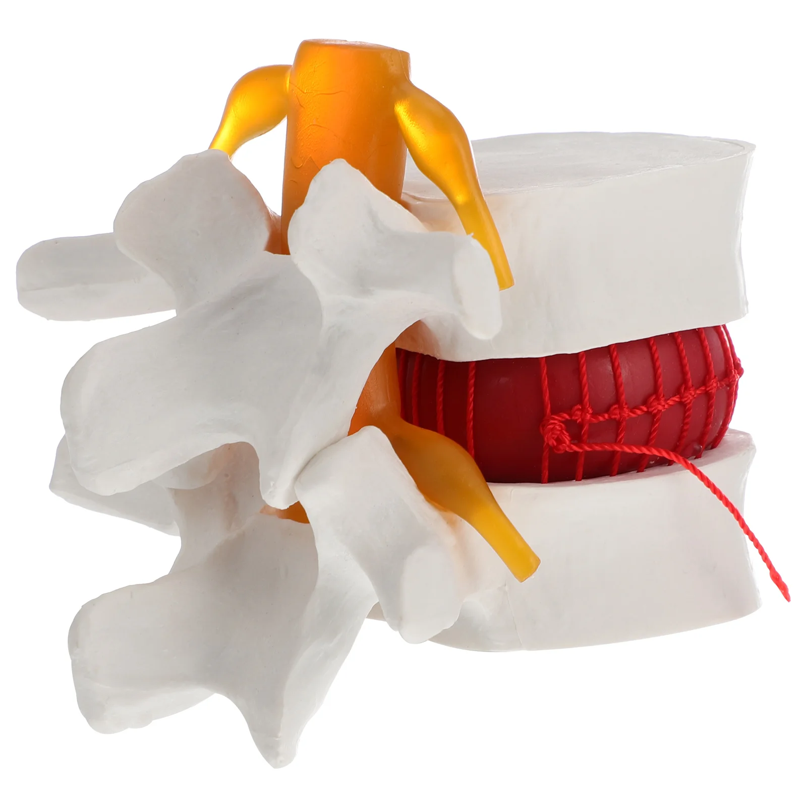 Models Spine for Teaching PVC Medical Anatomy Human Body Doctor Lumbar Disc Herniation Presentation Training
Models Spine for Teaching PVC Medical Anatomy Human Body Doctor Lumbar Disc Herniation Presentation Training