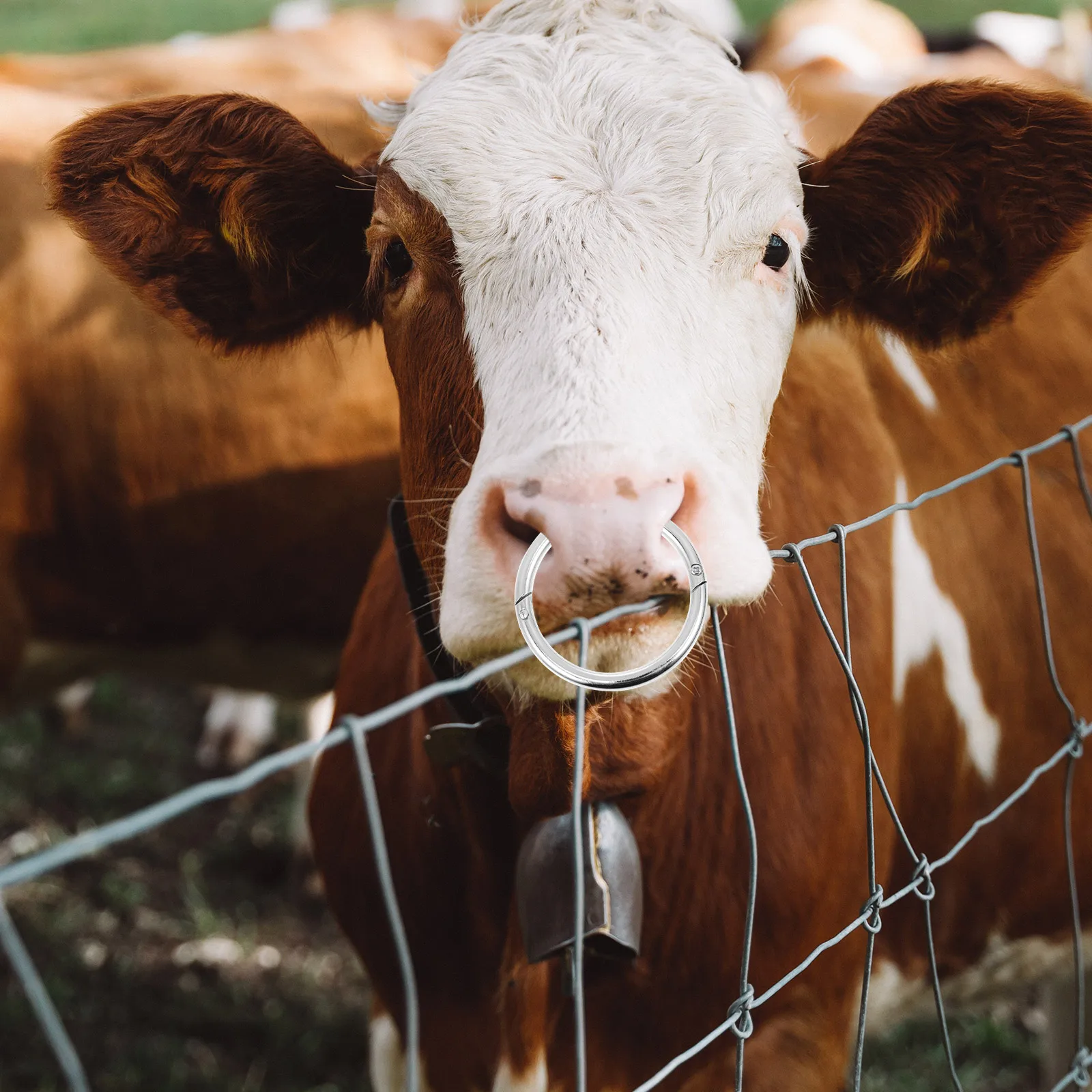 Bull Nose Ring Cow Traction Accessory Perforation Silver Carbon Steel Cattle Handling Tool
Bull Nose Ring Cow Traction Accessory Perforation Silver Carbon Steel Cattle Handling Tool