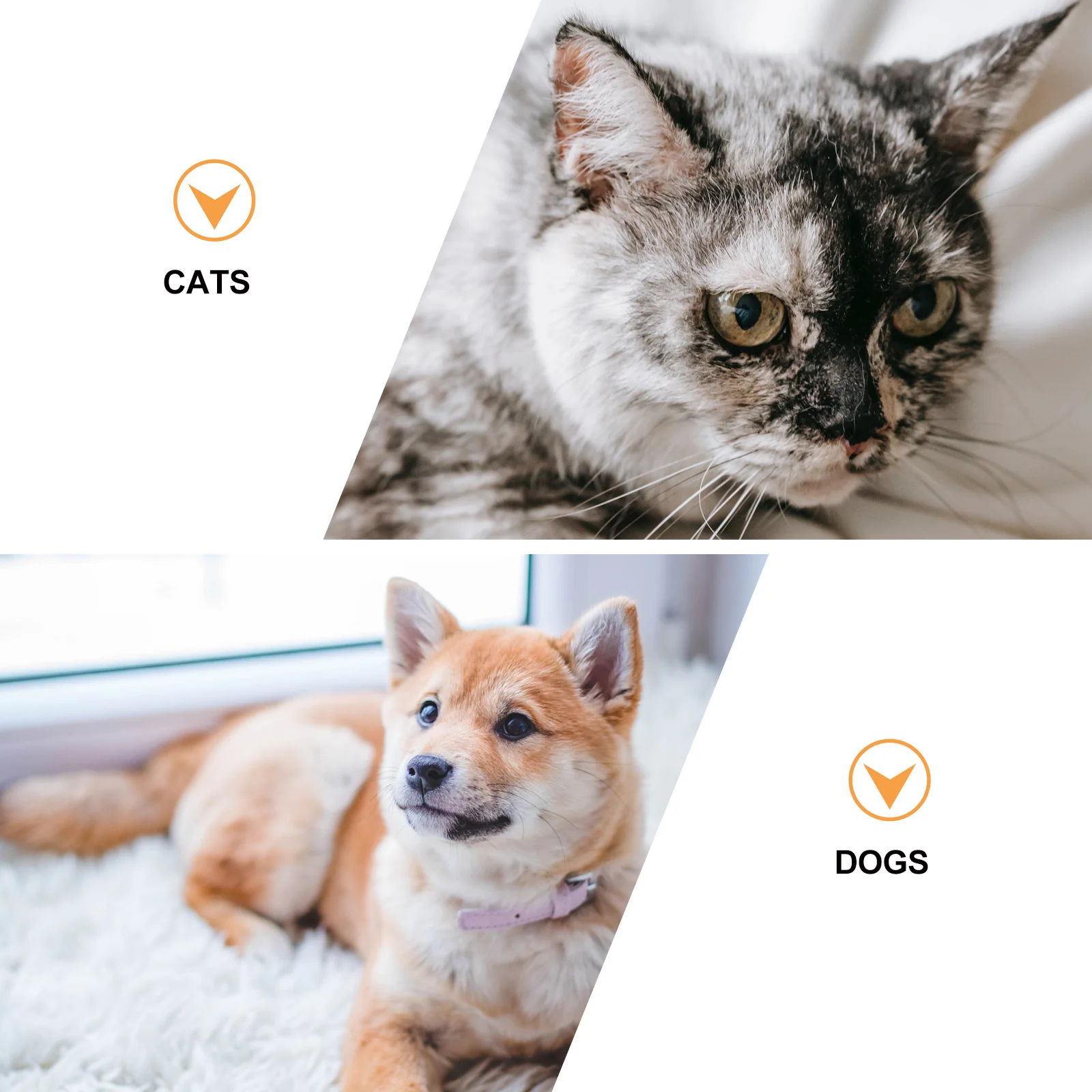 1Set Ceramic Pet Feeder Bowl Durable Non-Spill Design Easy to Wash Pet Food Water Dish Dog Feeder Durable Dog Bowl
1Set Ceramic Pet Feeder Bowl Durable Non-Spill Design Easy to Wash Pet Food Water Dish Dog Feeder Durable Dog Bowl