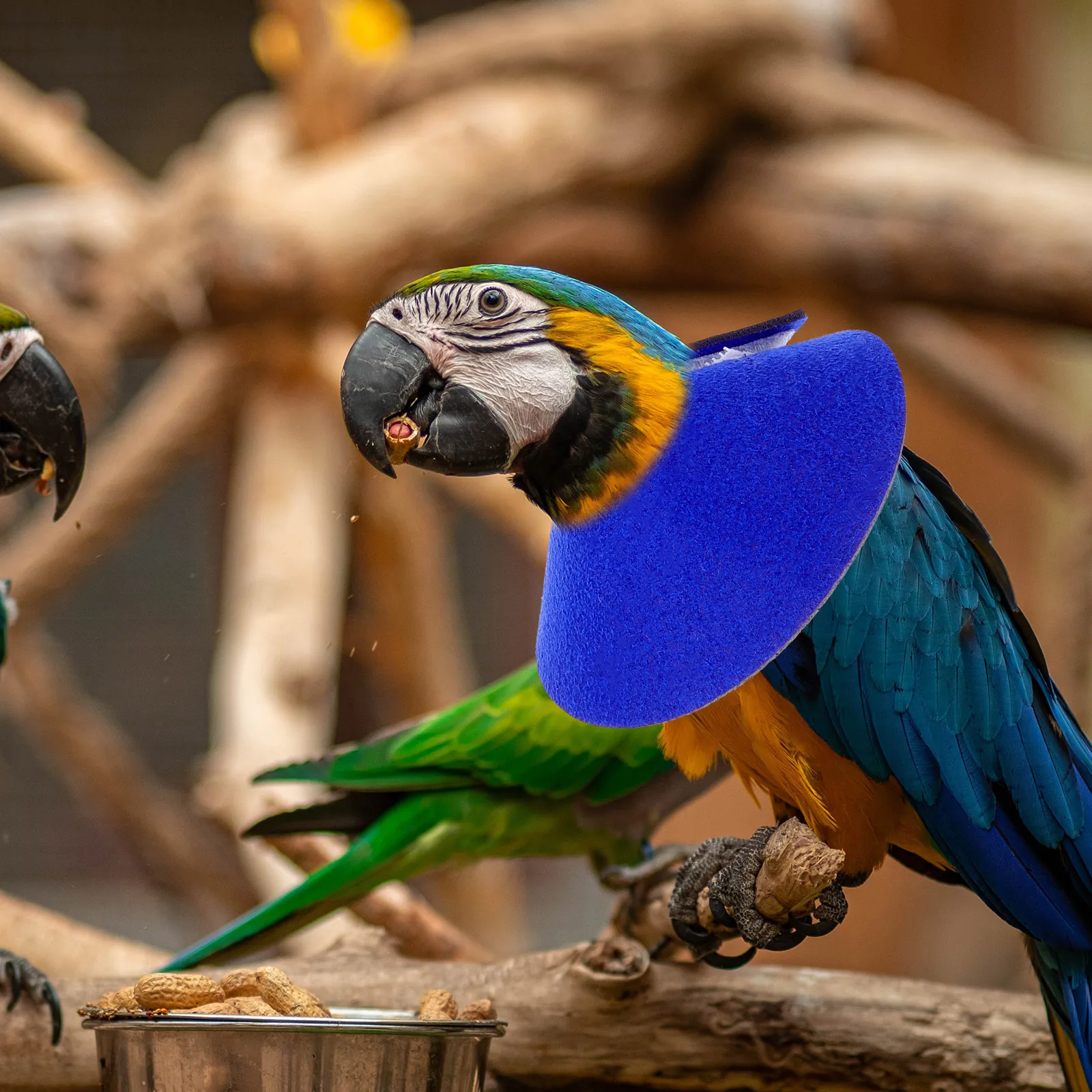 Parrot Anti Elizabeth Circle Neck Cover Breathable Reusable Pet Birds Parrot Anti Bite Collar Protective Cones 
Parrot Anti Elizabeth Circle Neck Cover Breathable Reusable Pet Birds Parrot Anti Bite Collar Protective Cones