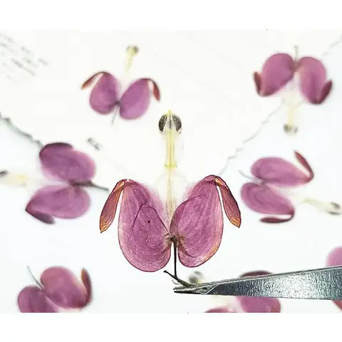60X Pressed Dried Natural Lotus Bud Flower Plant Herbarium For Jewelry Phone Case Photo Frame Postcard Bookmark Craft DIY