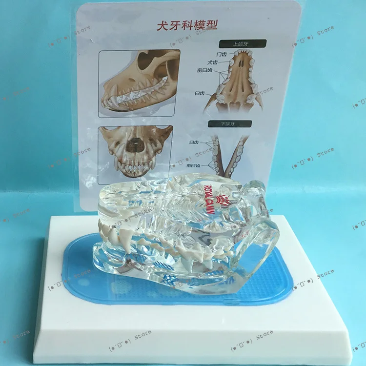 Transparent Dog Tooth Model Pet Animal Skeleton Veterinary Teaching Instrument Dog Skull Dentistry Dentistry 
Transparent Dog Tooth Model Pet Animal Skeleton Veterinary Teaching Instrument Dog Skull Dentistry Dentistry