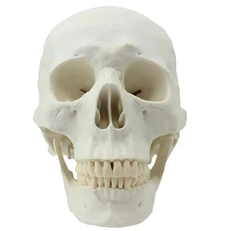 Medical teaching model Painting Simulation human skull model 1:119*15*21CM free shipping
Medical teaching model Painting Simulation human skull model 1:119*15*21CM free shipping