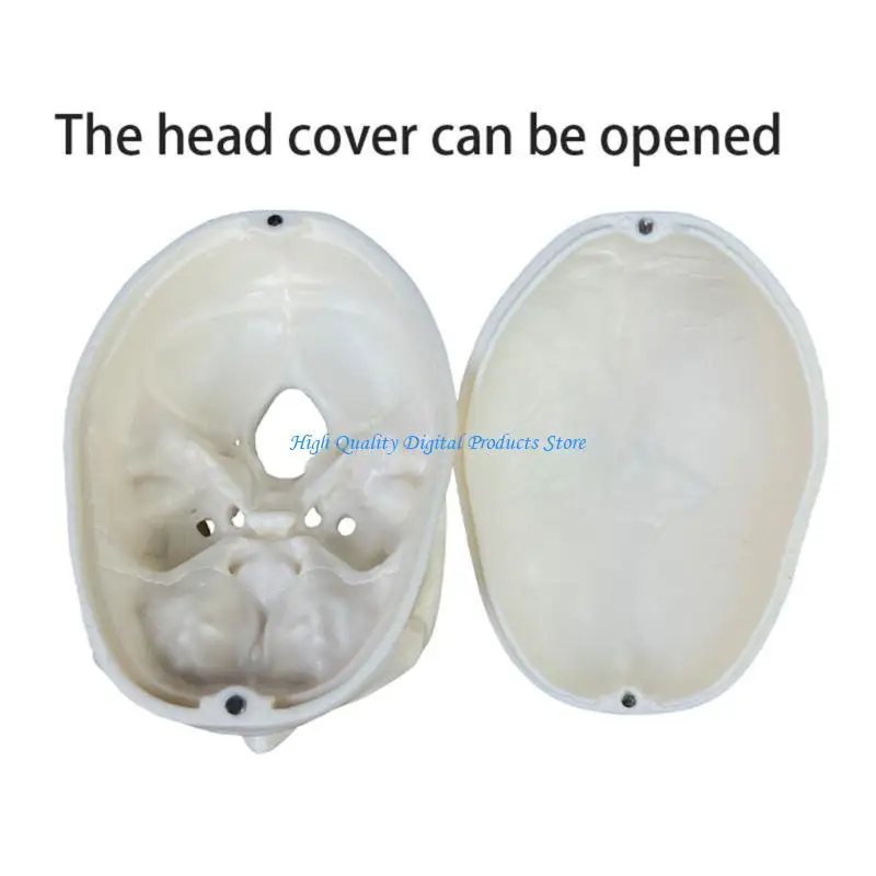 U2JE Human Skull Model Full Set of Teeth Skeleton Head Skull Model 2 Parts
U2JE Human Skull Model Full Set of Teeth Skeleton Head Skull Model 2 Parts