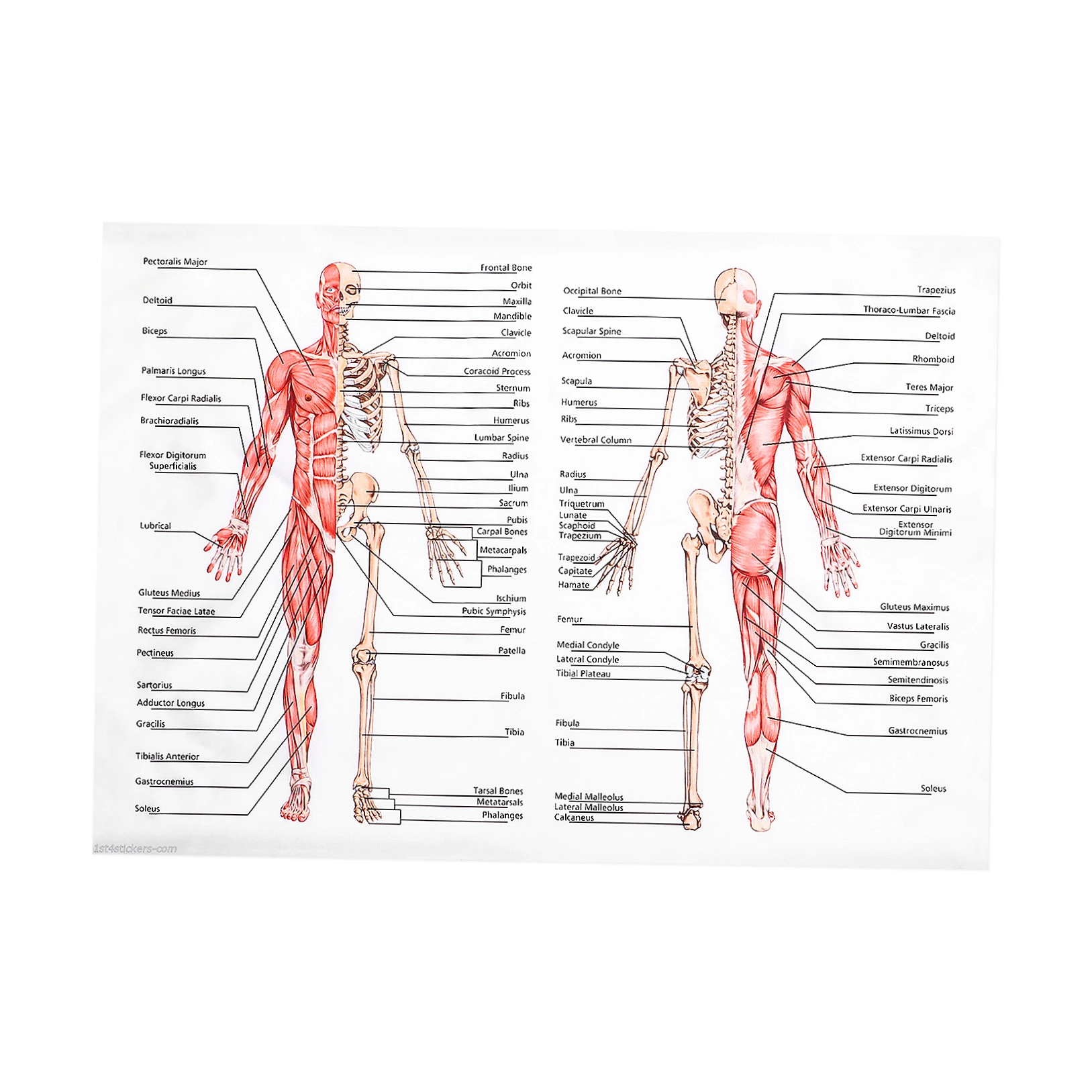 Human Dissection Poster Anatomy Heart Anatomical Chart for Hanging Posters Walls Muscular System Frameless
Human Dissection Poster Anatomy Heart Anatomical Chart for Hanging Posters Walls Muscular System Frameless