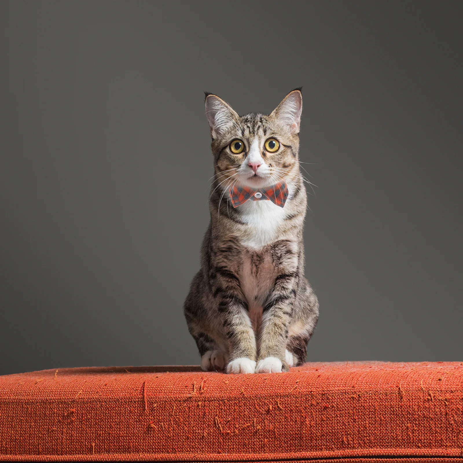 Cat Adjustable Breakaway Collar Bell Kitten Neck Decorative Pet Collar Comfortable Safe Reliable for Parties Daily 
Cat Adjustable Breakaway Collar Bell Kitten Neck Decorative Pet Collar Comfortable Safe Reliable for Parties Daily