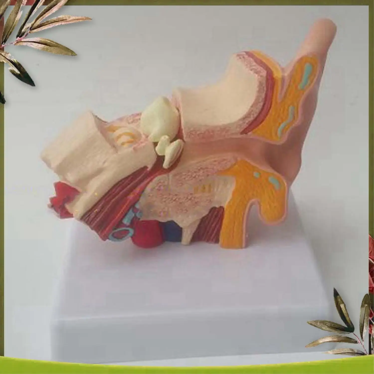 New-1: 1 Human Heart Model, Anatomically Accurate Heart Model & 1.5 Times Human Ear Anatomy Model Showing Organs
New-1: 1 Human Heart Model, Anatomically Accurate Heart Model & 1.5 Times Human Ear Anatomy Model Showing Organs