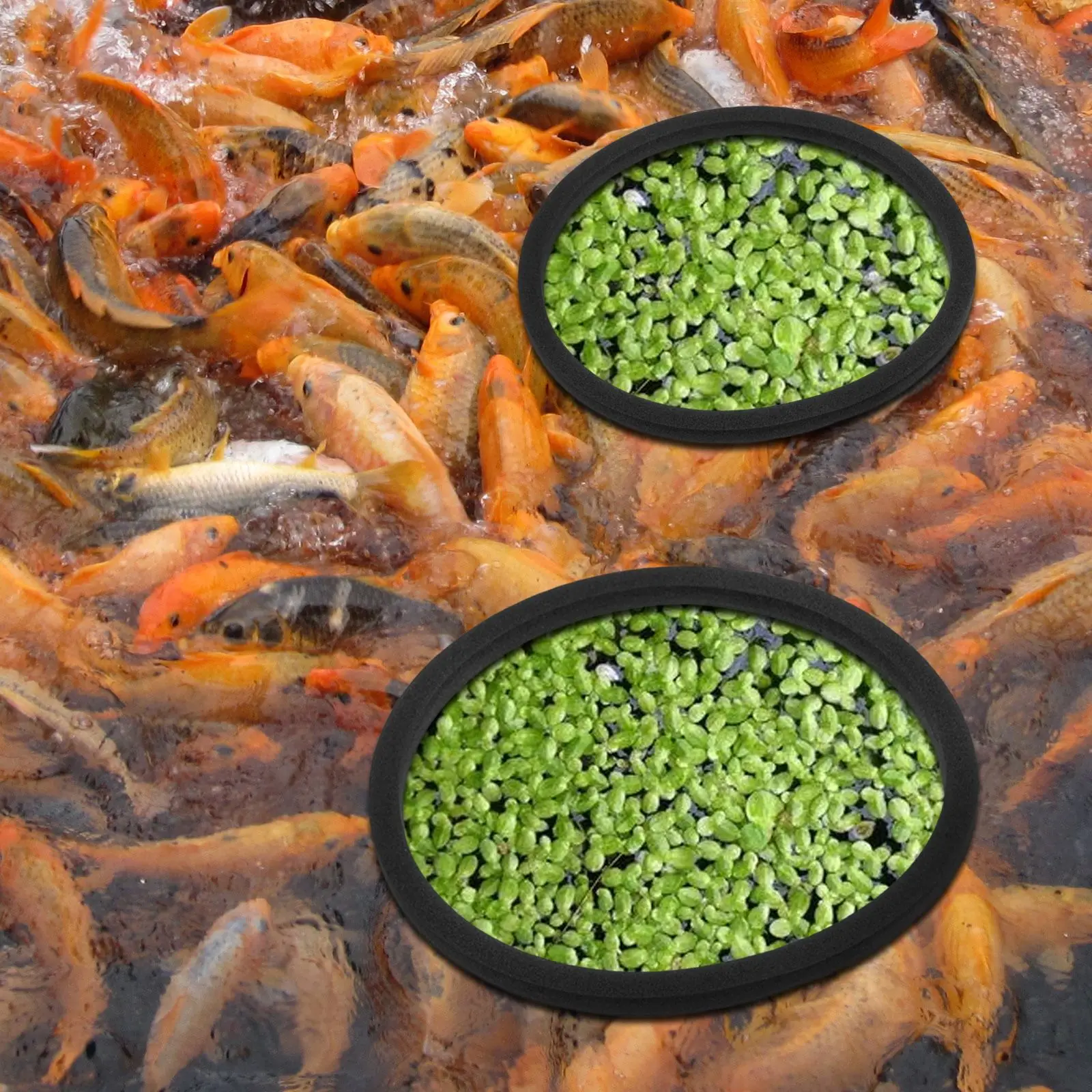 5 Pcs Aquarium Floating Plant Rings Fish Tank Grass Retaining Ring Bowl Duckweed Feeding Isolation Circles EVA 80 200mm Pet
5 Pcs Aquarium Floating Plant Rings Fish Tank Grass Retaining Ring Bowl Duckweed Feeding Isolation Circles EVA 80 200mm Pet