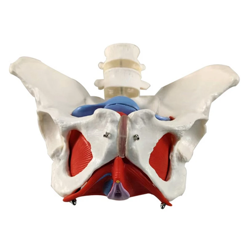 A14F-New 2-Section Lumbar Belt Female Pelvic Floor Muscle Model Detachable Pelvic Model Hip Bone Human Skeleton Anatomy Model
A14F-New 2-Section Lumbar Belt Female Pelvic Floor Muscle Model Detachable Pelvic Model Hip Bone Human Skeleton Anatomy Model