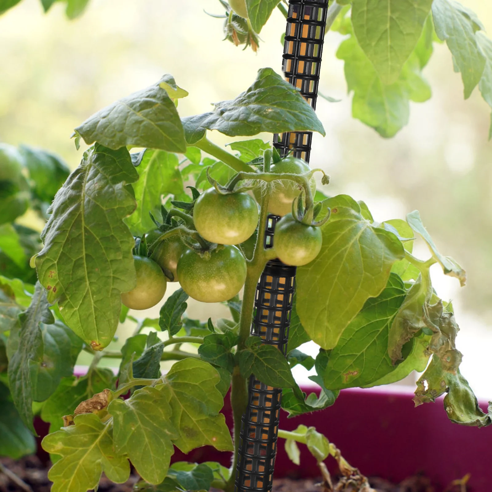 1Set Moss Pole Plastic Support Column for Climbing Plants Vine Plant Trellis Indoor Flower Pot Tomatoes Melon Moss Pole
1Set Moss Pole Plastic Support Column for Climbing Plants Vine Plant Trellis Indoor Flower Pot Tomatoes Melon Moss Pole