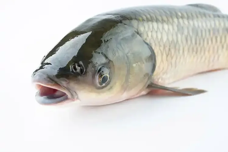 Набор из 7 предметов с золотой круглой ручкой и шестигранным внутренним углом с титановым покрытием. Набор стальных шестигранных отверток 0,9/1,27/1,3/1,5/2,0/2,5. 
Набор из 7 предметов с золотой круглой ручкой и шестигранным внутренним углом с титановым покрытием. Набор стальных шестигранных отверток 0,9/1,27/1,3/1,5/2,0/2,5.