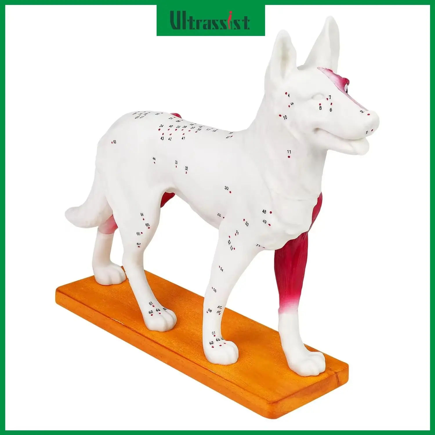 Ultrassist Dog Anatomy Model with 72 Acupuncture Points PVC Organ Model Veterinary Teaching Tool for Vet Moxibustion Training
Ultrassist Dog Anatomy Model with 72 Acupuncture Points PVC Organ Model Veterinary Teaching Tool for Vet Moxibustion Training