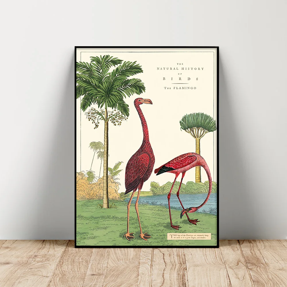 Natural History Cavallini Poster Flamingo Print Art Canvas Painting Animal Wall Picture Living Room Decor
Natural History Cavallini Poster Flamingo Print Art Canvas Painting Animal Wall Picture Living Room Decor