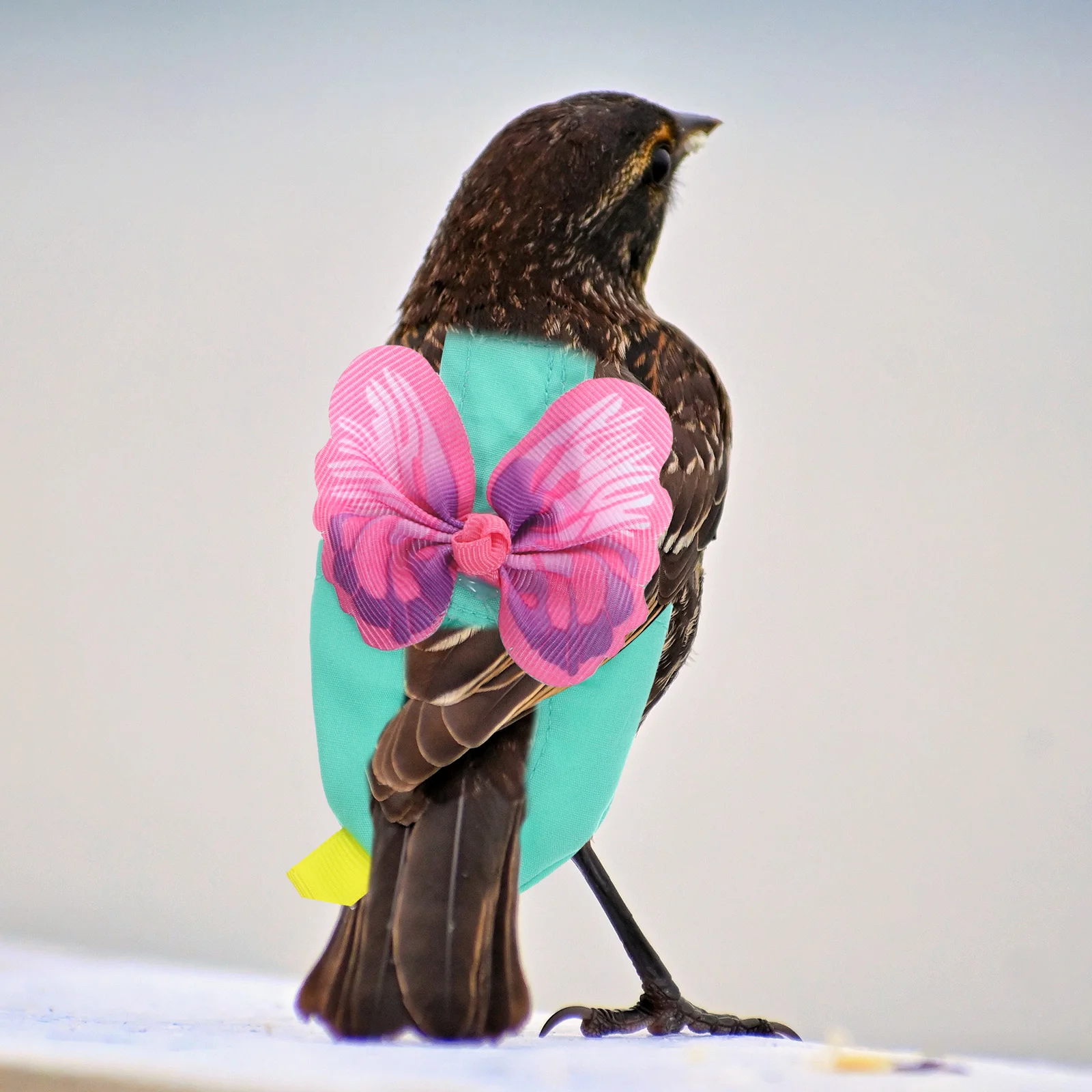 Outfits Parrot Flying Suit Parakeet Diaper Flight Bird Leash Clothes for Parrots Diapers
Outfits Parrot Flying Suit Parakeet Diaper Flight Bird Leash Clothes for Parrots Diapers