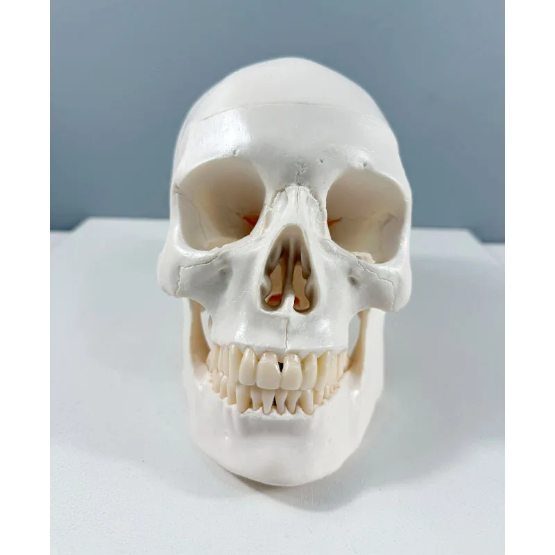 Анатомическая модель человека Медицинский череп Анатомическая анатомия человека Голова для изучения анатомии Учебные принадлежности Модель черепа
Анатомическая модель человека Медицинский череп Анатомическая анатомия человека Голова для изучения анатомии Учебные принадлежности Модель черепа
