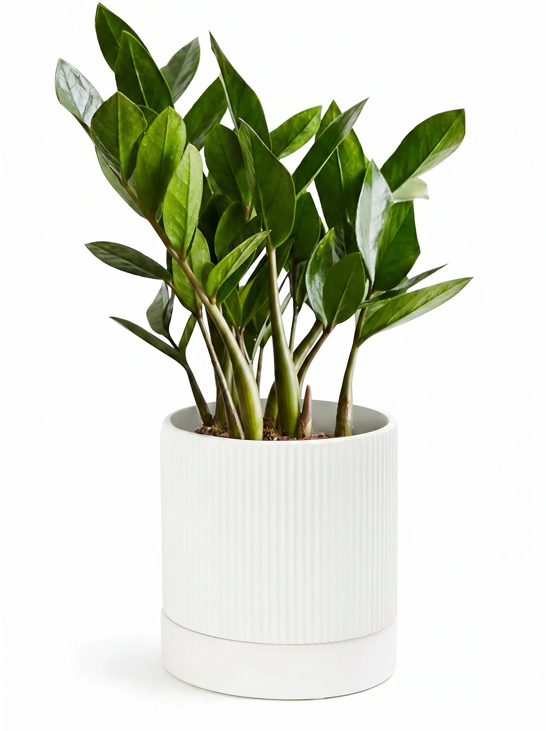 3Pcs Ceramic Flower Pots 6/5/4 Inch Vertical Stripes Design with Drainage Tray Indoor Outdoor Modern Home Garden Plant Planters
3Pcs Ceramic Flower Pots 6/5/4 Inch Vertical Stripes Design with Drainage Tray Indoor Outdoor Modern Home Garden Plant Planters