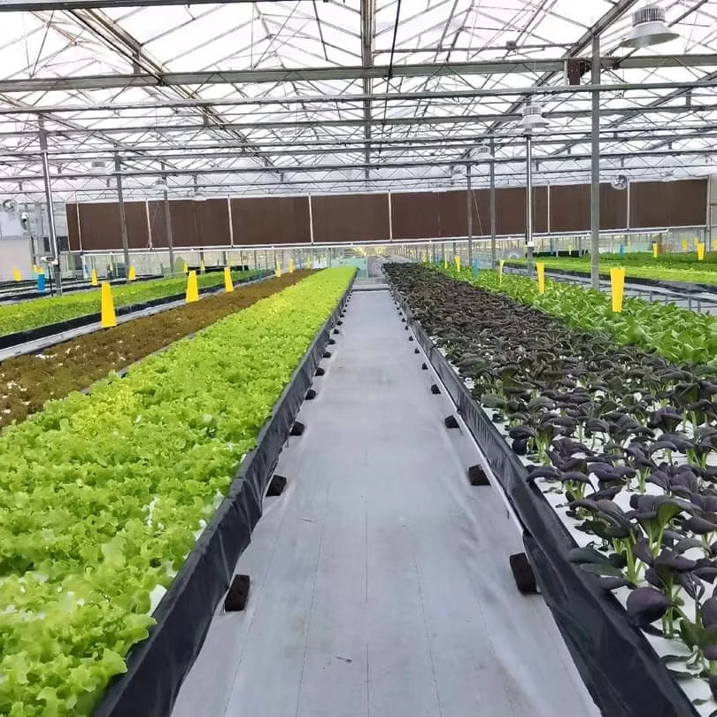 Customized greenhouseHot Galvanized Steel Frame Agricultural PC Greenhouse Intelligent Polycarbonate Greenhouse for Vegetables/
Customized greenhouseHot Galvanized Steel Frame Agricultural PC Greenhouse Intelligent Polycarbonate Greenhouse for Vegetables/