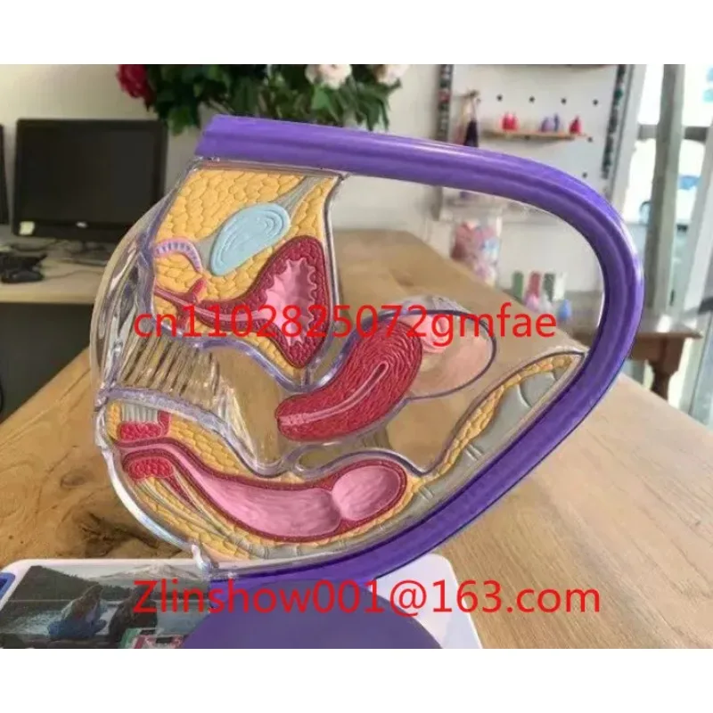 Factory Medical Science Educational Equipment Female Reproductive System Model Transparent Uterus Model Female Anatomical Model
Factory Medical Science Educational Equipment Female Reproductive System Model Transparent Uterus Model Female Anatomical Model
