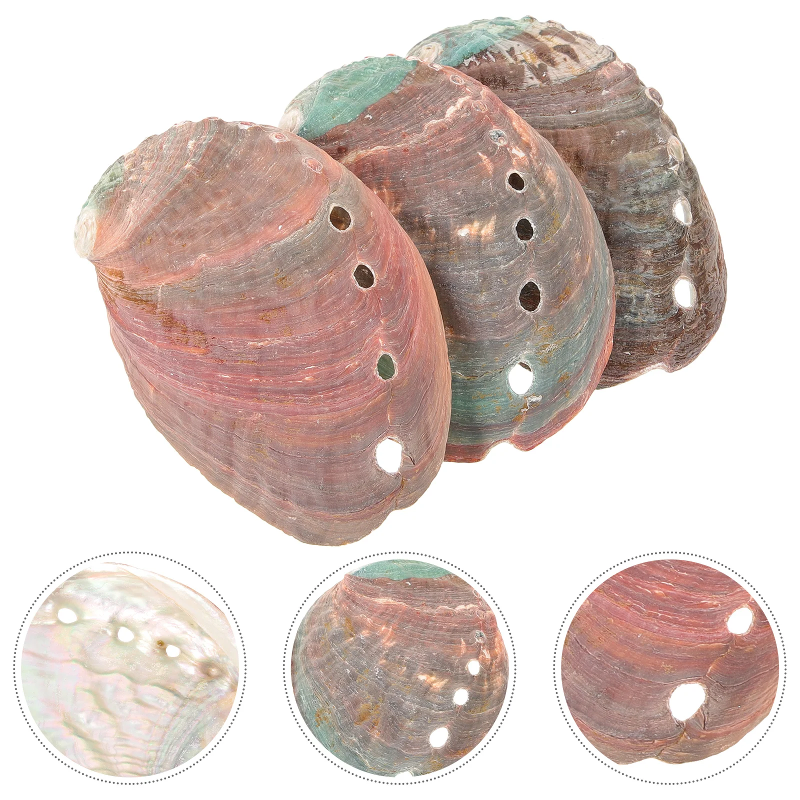 3 Pcs Seashells Natural Abalone Decorative Ornaments Offering Holder Conch Smudging Bowl Kit
3 Pcs Seashells Natural Abalone Decorative Ornaments Offering Holder Conch Smudging Bowl Kit