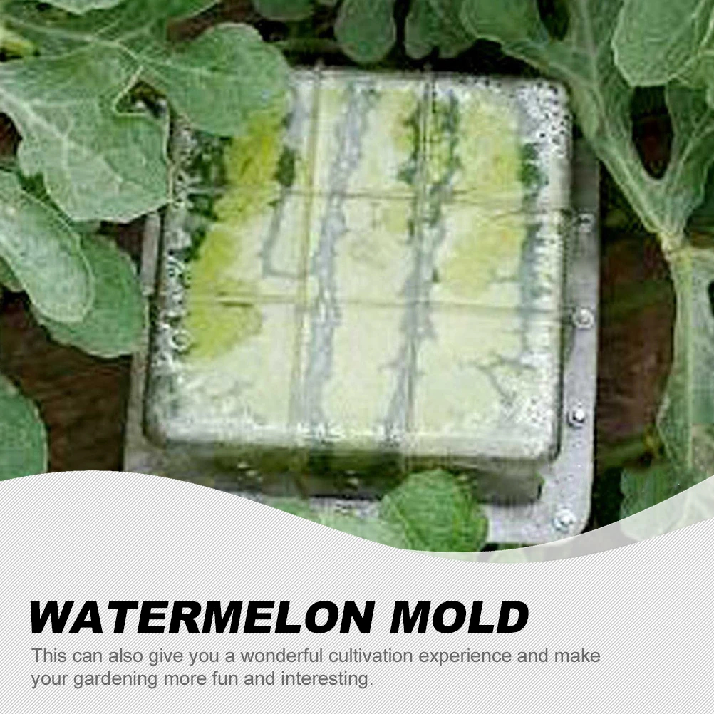 Watermelon Growth Molds Shaping Mold PC Material Fruit Forming Tool Vegetable Gardening Supplies Lightweight Storage Square
Watermelon Growth Molds Shaping Mold PC Material Fruit Forming Tool Vegetable Gardening Supplies Lightweight Storage Square