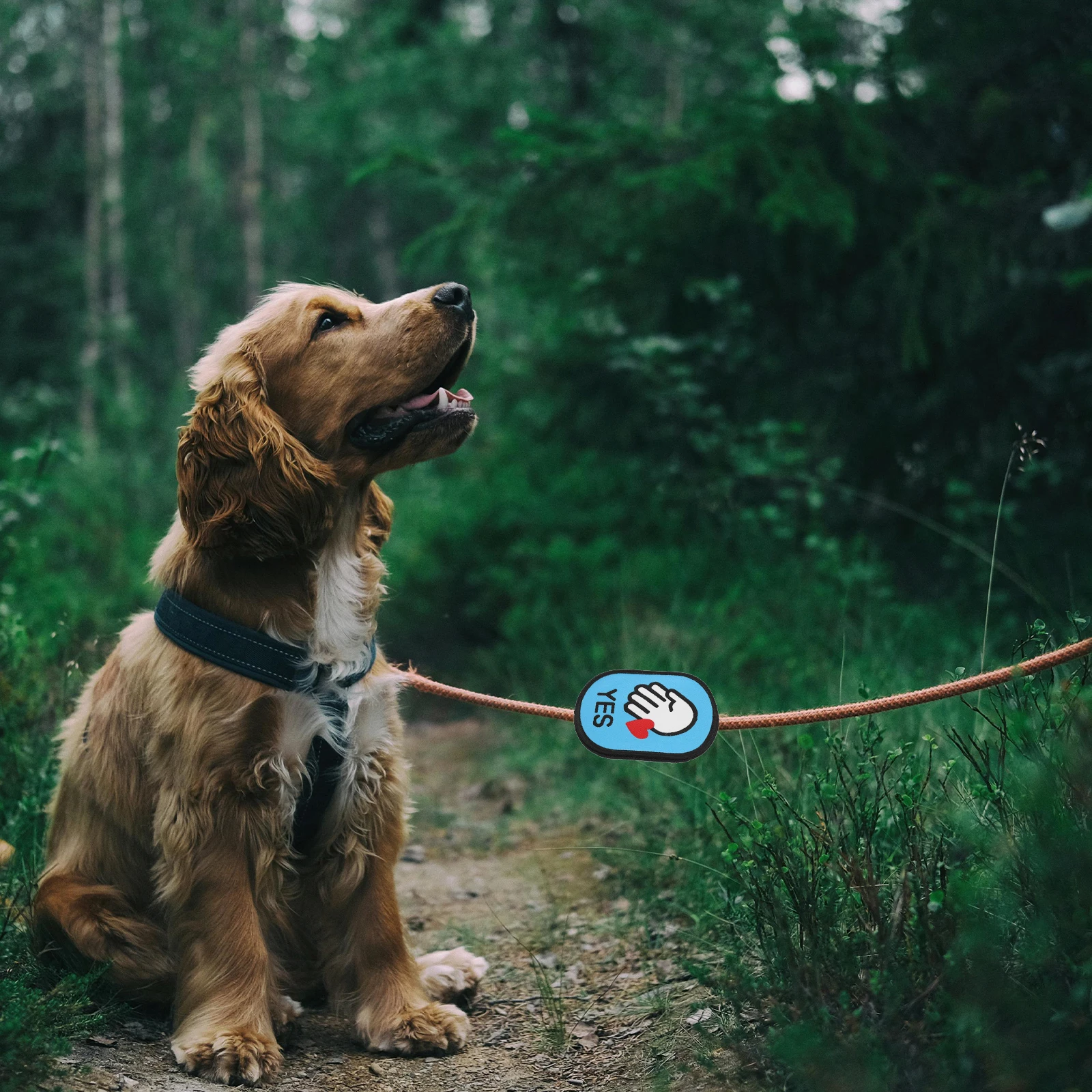 Pet Leash Patch for Dogs Cats Friendly Notice Outdoor Use Dog Accessory Social Interaction Sticker Safety Warning Label Pet
Pet Leash Patch for Dogs Cats Friendly Notice Outdoor Use Dog Accessory Social Interaction Sticker Safety Warning Label Pet