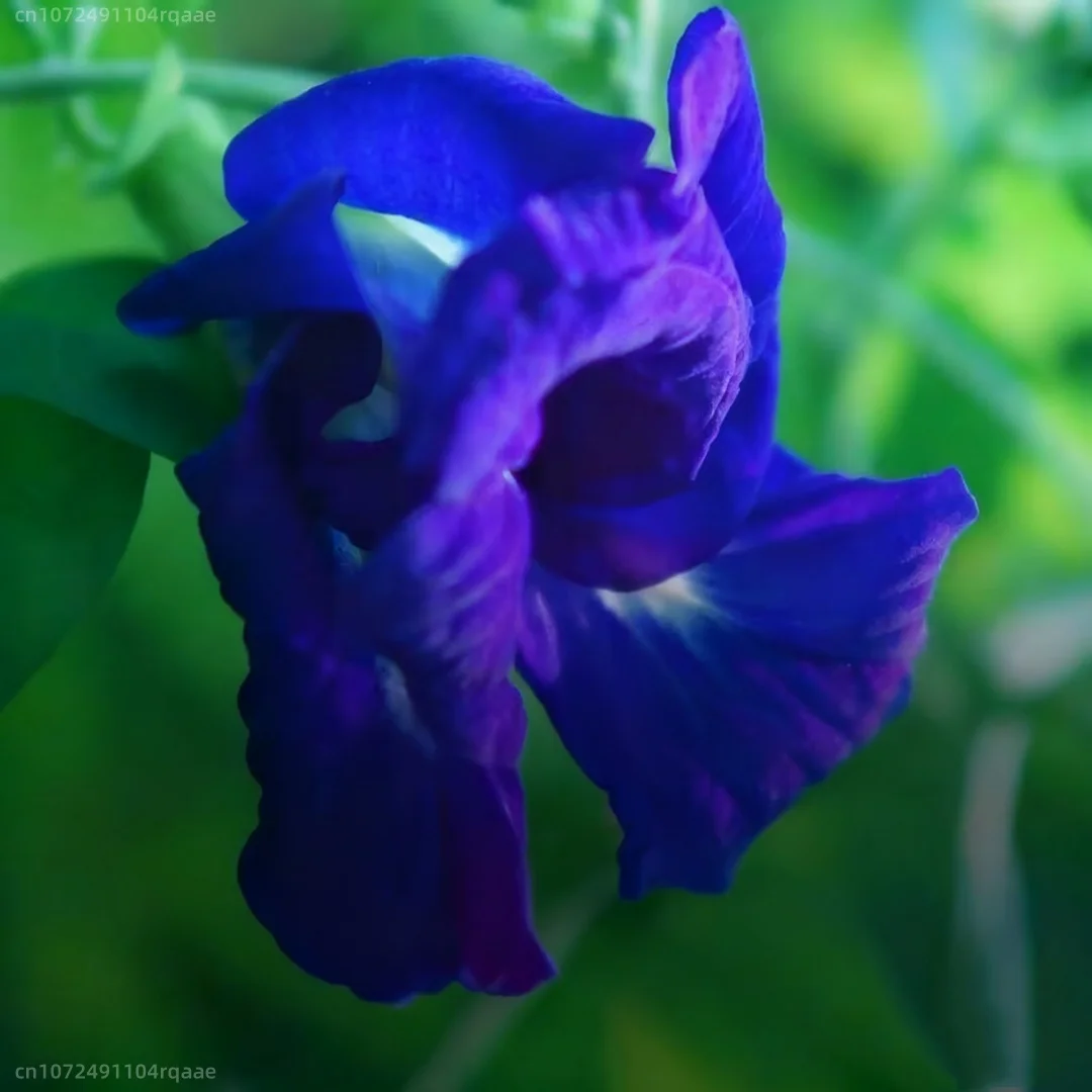 100% Natural Butterfly Orchid (Butterfly Pea Flower) Powder - Blue Pigment Food-grade Coloring Experimental Dyeing Pigment
100% Natural Butterfly Orchid (Butterfly Pea Flower) Powder - Blue Pigment Food-grade Coloring Experimental Dyeing Pigment