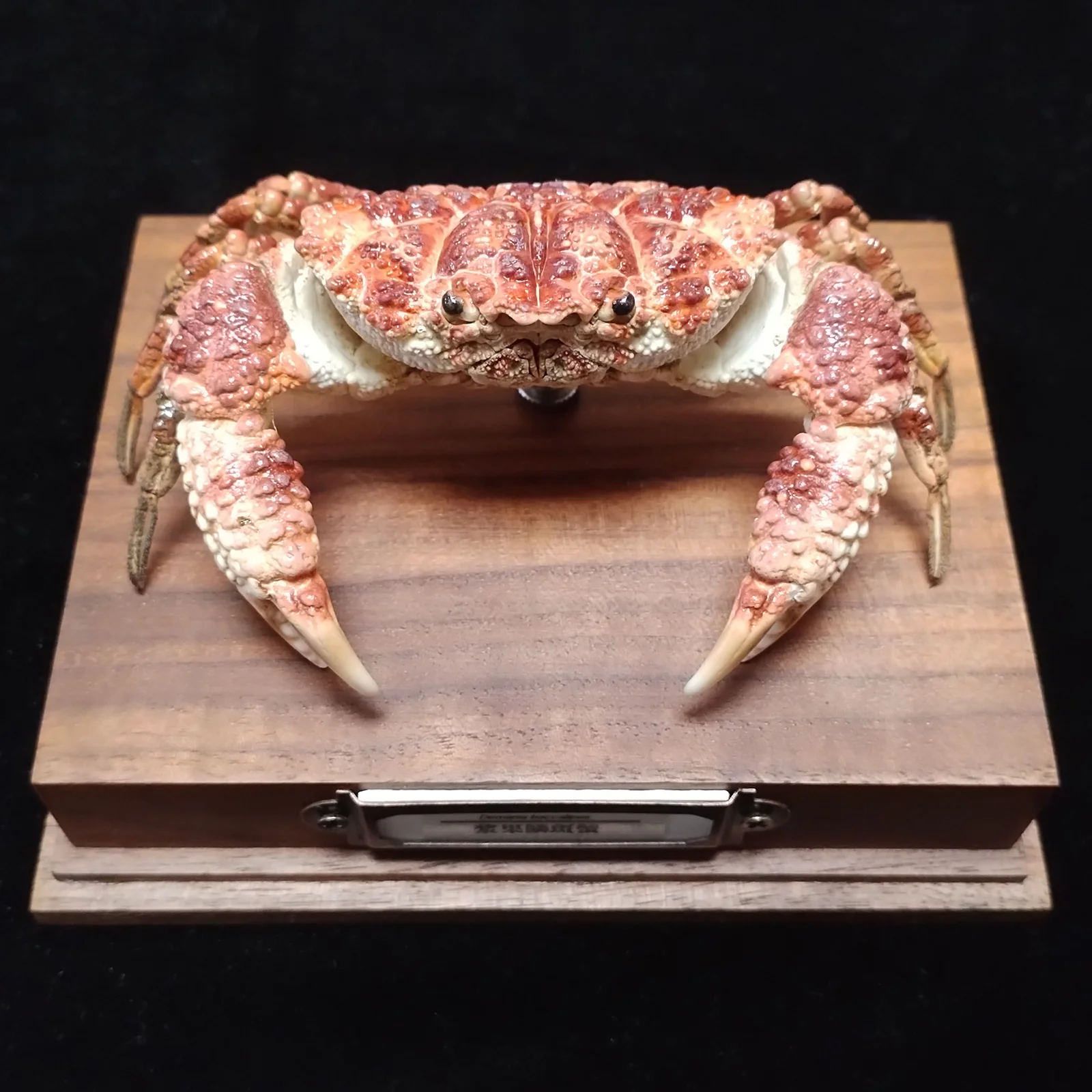 Таксидермированный краб Demania Baccalipes
Таксидермированный краб Demania Baccalipes