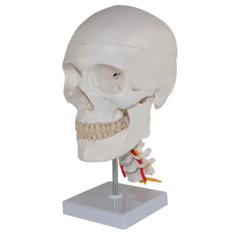Human Skull Model ,Life-Size Spine Nerves Cervical Spinal Removable Skullcap Anatomical Skull Model for Science Education
Human Skull Model ,Life-Size Spine Nerves Cervical Spinal Removable Skullcap Anatomical Skull Model for Science Education
