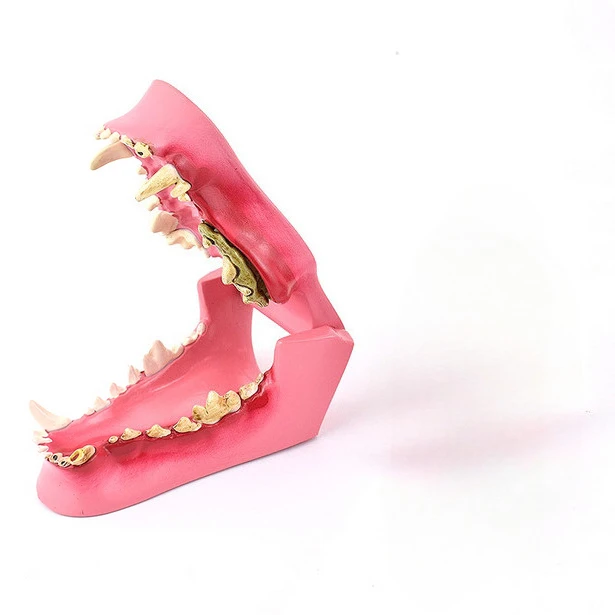 Anatomy model of canine jawbone, veterinary specialty, dentistry, animal bone decomposition model, PVC
Anatomy model of canine jawbone, veterinary specialty, dentistry, animal bone decomposition model, PVC