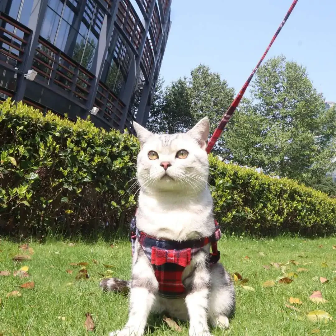 Aminger's new factory direct sales fabric vest, pet traction chest strap, breathable dog chest strap
Aminger's new factory direct sales fabric vest, pet traction chest strap, breathable dog chest strap