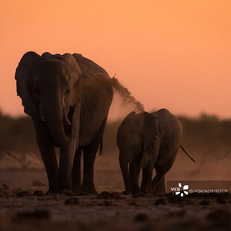 HOBBYWING EZRUN MAX5 HV PLUS G2 500A ESC 5690 56118SL Motors Sensored Brushless Combo for 1/7 1/8 RC Model Car Buggy Accessories
HOBBYWING EZRUN MAX5 HV PLUS G2 500A ESC 5690 56118SL Motors Sensored Brushless Combo for 1/7 1/8 RC Model Car Buggy Accessories