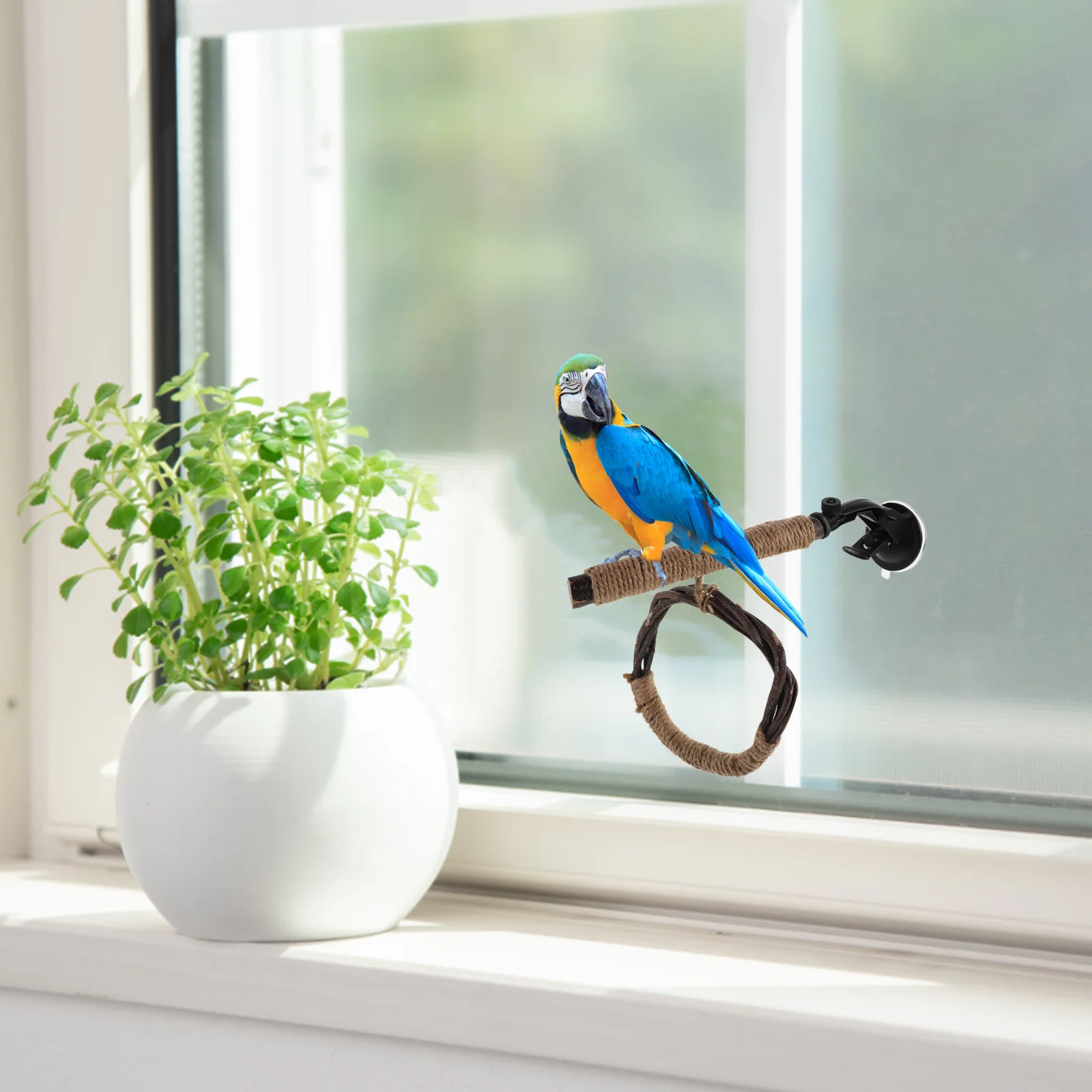 Parrot Bird Perch with Swing Stand Accessories for Cages Playstand Climbing Portable Suction Cup Birds Resting Branches
Parrot Bird Perch with Swing Stand Accessories for Cages Playstand Climbing Portable Suction Cup Birds Resting Branches