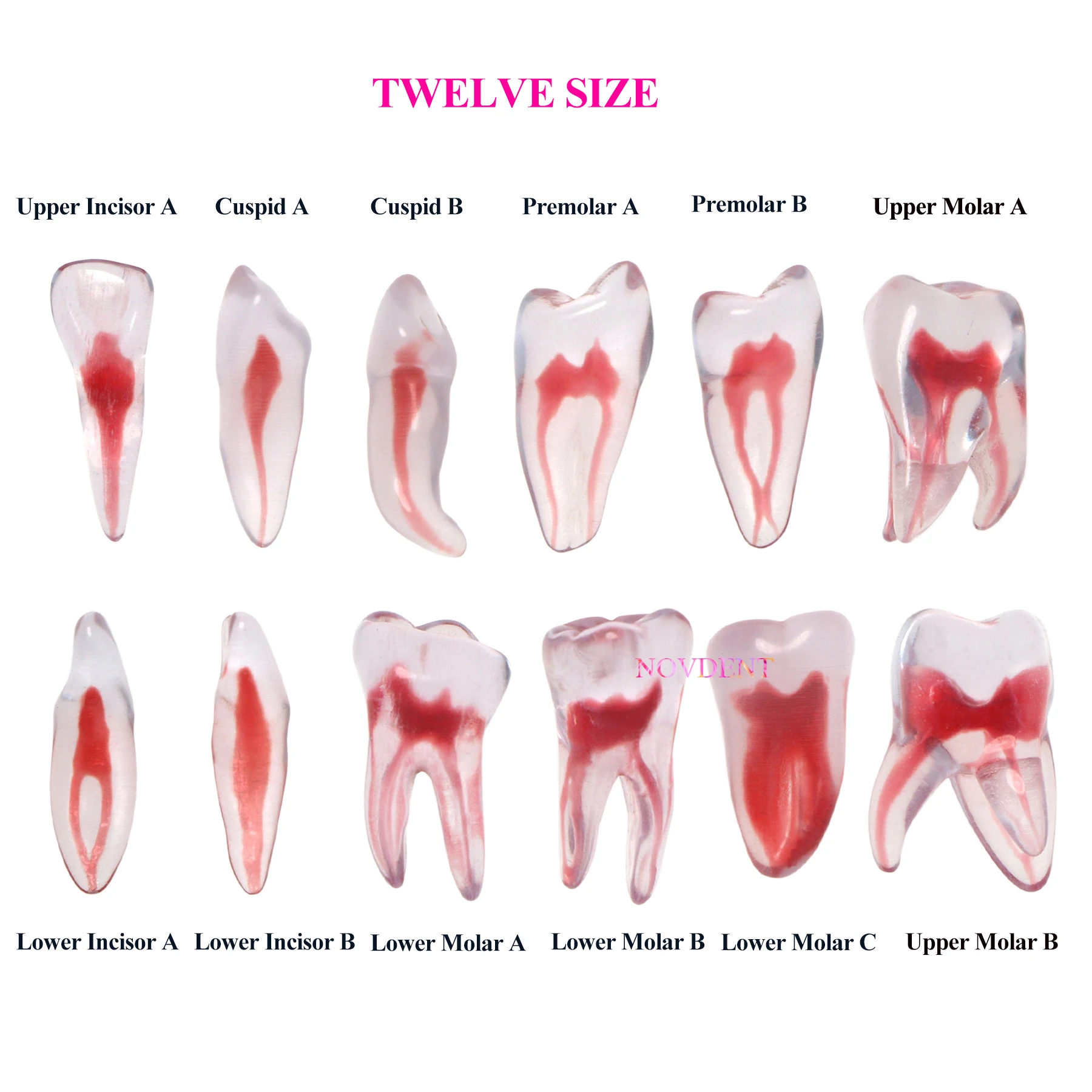 3D RCT Endo Tooth Model Dental Training Teeth Model 1:1 Endodontic Education Cavity 12 Size Resin
3D RCT Endo Tooth Model Dental Training Teeth Model 1:1 Endodontic Education Cavity 12 Size Resin