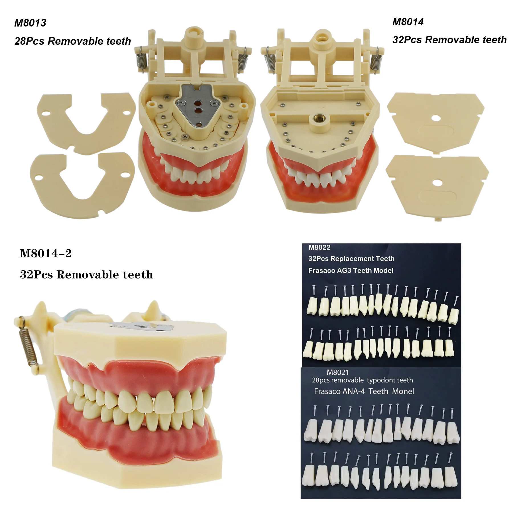 Standard Typodont Dental Model with 28 32 Removable Teeth Technician Practice Study Demo Fit with Frasaco AG3 ANA-4 Model
Standard Typodont Dental Model with 28 32 Removable Teeth Technician Practice Study Demo Fit with Frasaco AG3 ANA-4 Model