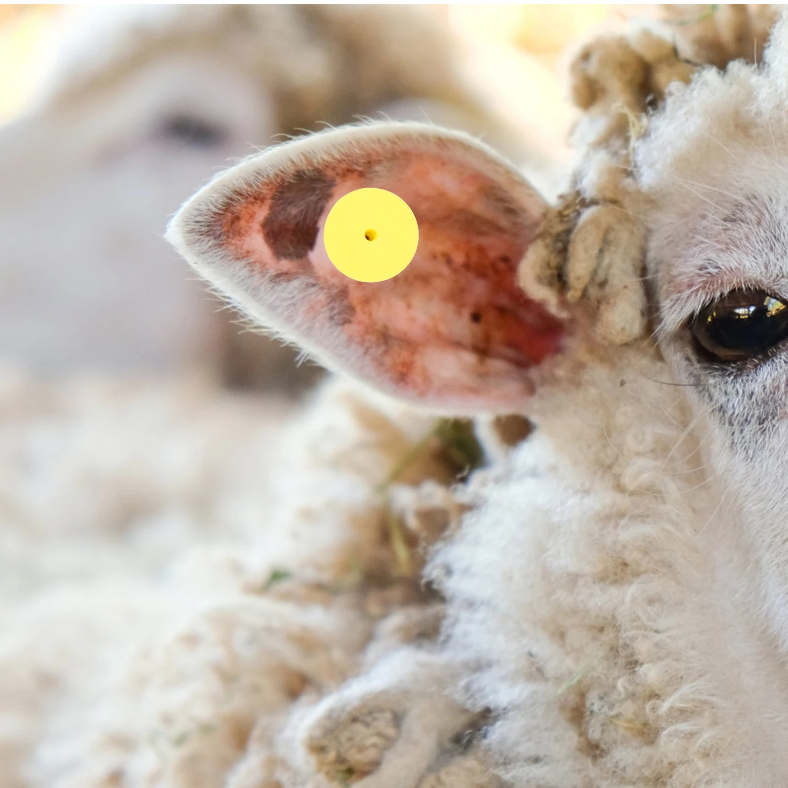 100 set Blank Sheep Ear Tags For Calf Pig Goat Cow Animal Identification Livestock Ear Tag Plastic Supplies
100 set Blank Sheep Ear Tags For Calf Pig Goat Cow Animal Identification Livestock Ear Tag Plastic Supplies