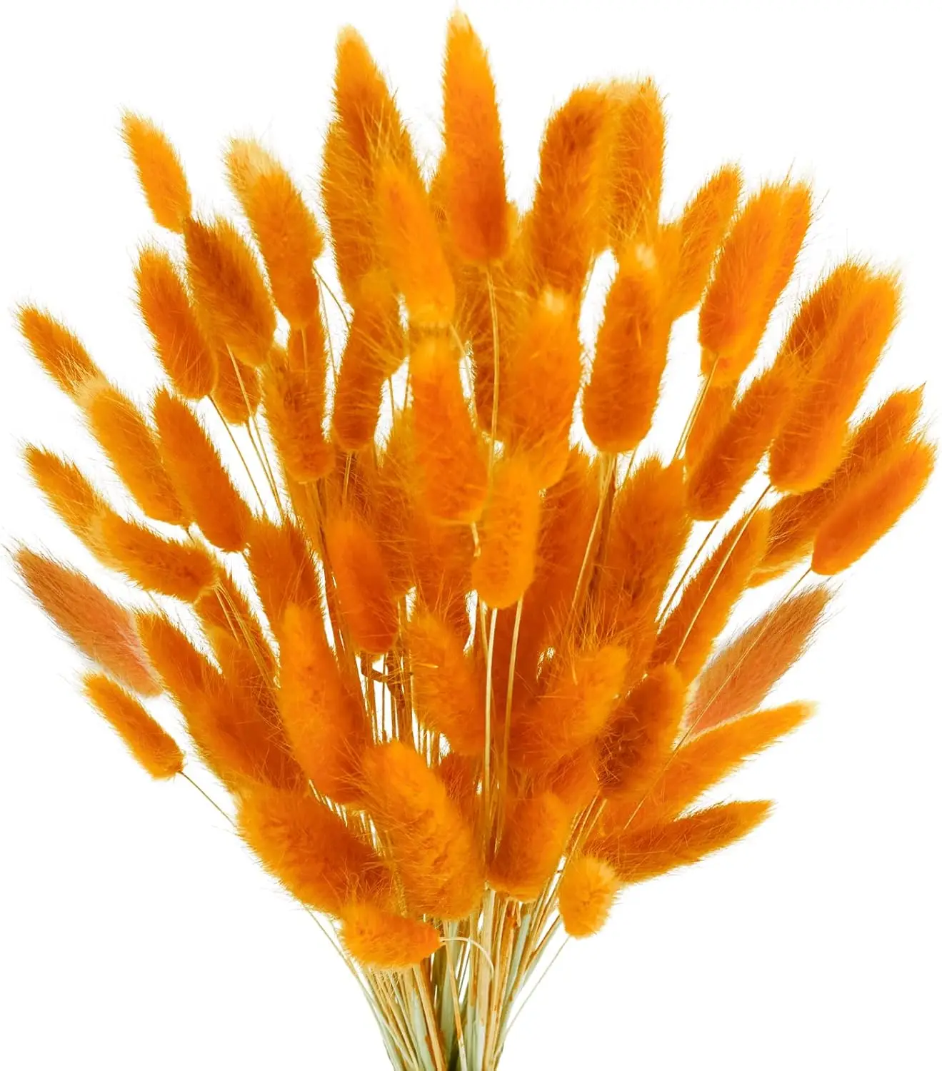 100 Pcs Bunny Tails Dried Flowers, Natural Dried Bunny Tails Grass Dried Lagurus Ovatus Rabbit Tail Grass for Flowers Arrangemen 
100 Pcs Bunny Tails Dried Flowers, Natural Dried Bunny Tails Grass Dried Lagurus Ovatus Rabbit Tail Grass for Flowers Arrangemen