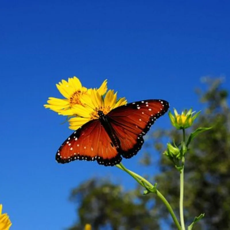 1,3-дюймовые колеса и шины с бусинами для 1/18 TRX4M FCX18, 1/24 Axai1 SCX24 FCX24 RC гусеничного автомобиля, 4 шт.
1,3-дюймовые колеса и шины с бусинами для 1/18 TRX4M FCX18, 1/24 Axai1 SCX24 FCX24 RC гусеничного автомобиля, 4 шт.