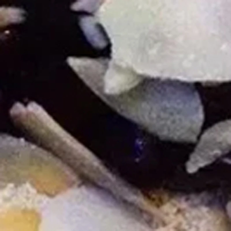 Коммерческий льдогенератор Snowflake Ice Maker 60 кг/день, с водяным охлаждением, корейский, для быстрого приготовления льда, лед-дробилка, для снежного льда
Коммерческий льдогенератор Snowflake Ice Maker 60 кг/день, с водяным охлаждением, корейский, для быстрого приготовления льда, лед-дробилка, для снежного льда