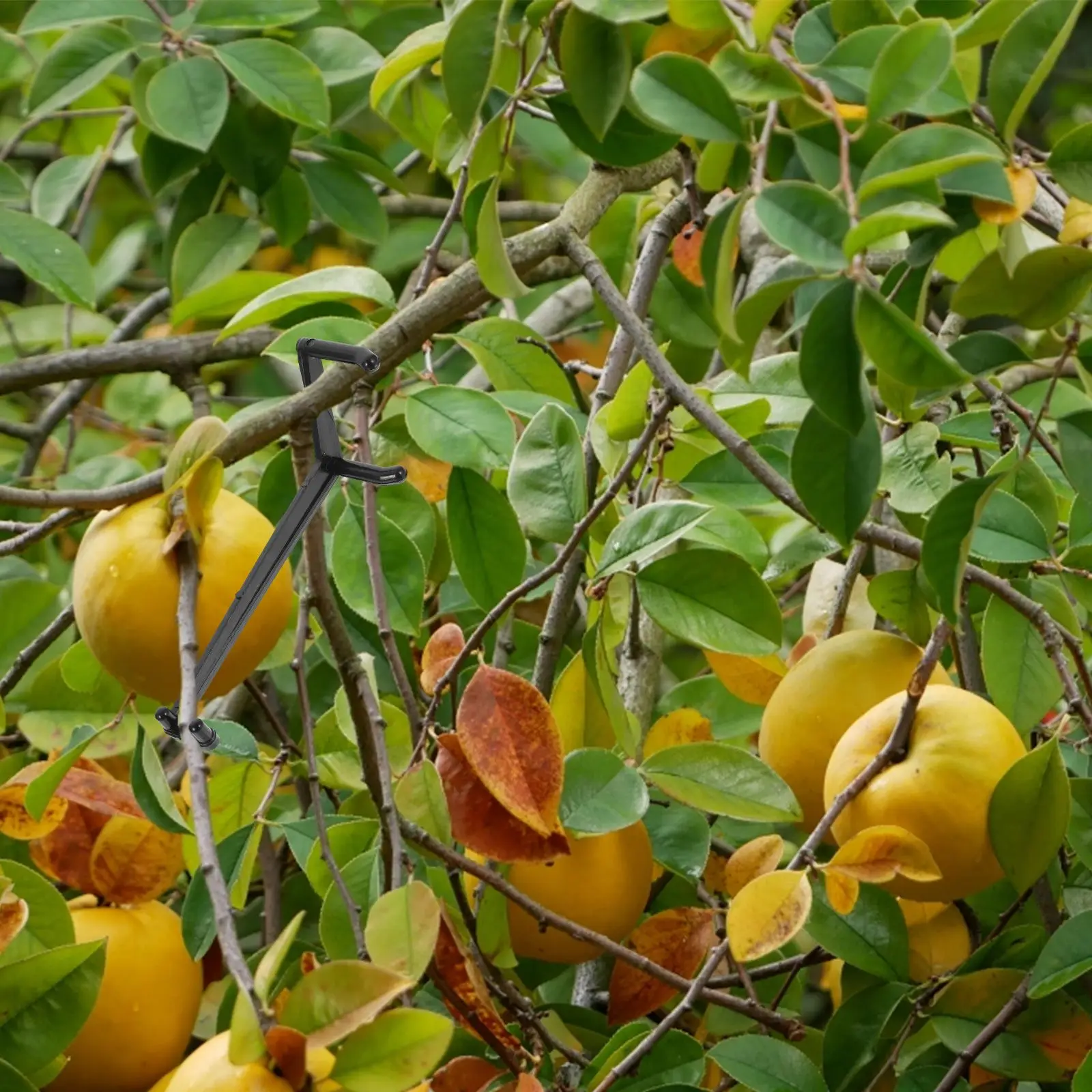 10pcs Tree Branch Bender Tools Plant Spreaders Stabilizers for Fruit Trees Gardening Bending Clamps Shaping Accessories Black
10pcs Tree Branch Bender Tools Plant Spreaders Stabilizers for Fruit Trees Gardening Bending Clamps Shaping Accessories Black