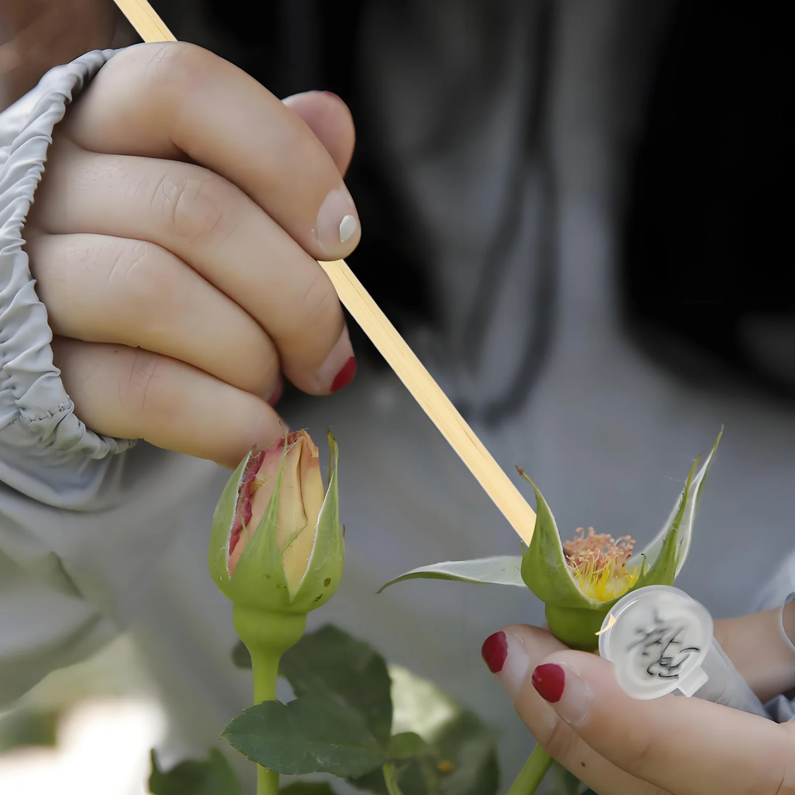 100Pcs Bee Boxes Tube Accessories Natural Wheat Straw Replacement Bee Tubes for Hive DIY Nesting Supplies Bees Nesting Tube
100Pcs Bee Boxes Tube Accessories Natural Wheat Straw Replacement Bee Tubes for Hive DIY Nesting Supplies Bees Nesting Tube