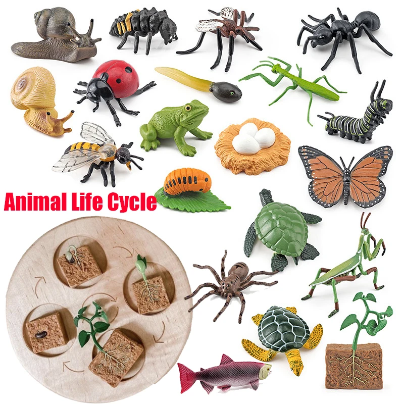 Animal Life Cycle Board Children Toys Montessori Teaching Aids Plant Animal Growth Cycle Model Set Preschool Sensory Toys
Animal Life Cycle Board Children Toys Montessori Teaching Aids Plant Animal Growth Cycle Model Set Preschool Sensory Toys